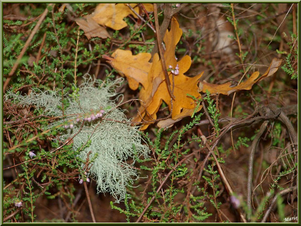 Mousse des Chênes ou Evernia Prunastri parmi bruyère et feuilles de chêne automnales en forêt sur le Bassin d'Arcachon