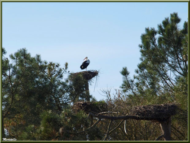 Cigogne dans son nid perché en haut d'un pin, Sentier du Littoral, secteur Port du Teich en longeant La Leyre, Le Teich, Bassin d'Arcachon (33)