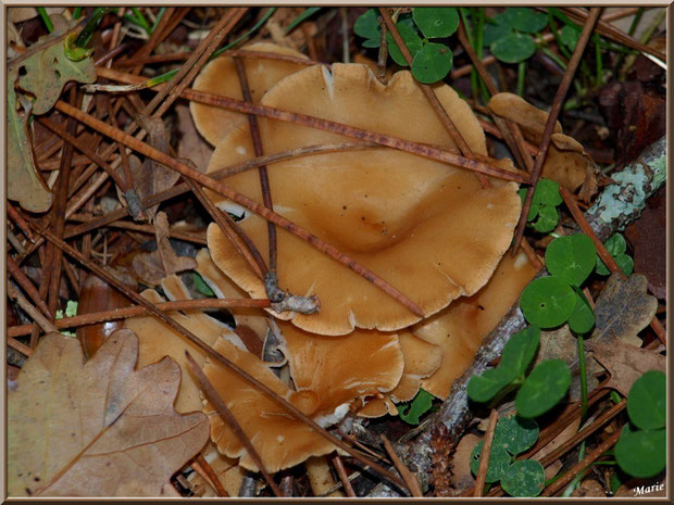 Clitocybes en Entonnoir en forêt sur le Bassin d'Arcachon