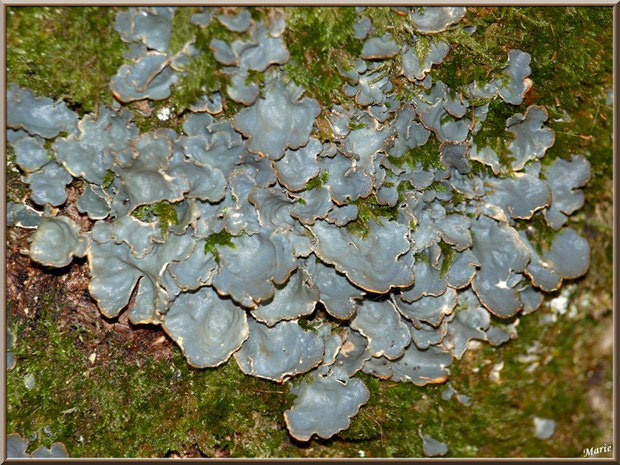 Parmelia Sulcata sur tronc moussu en forêt du Bassin d'Arcachon