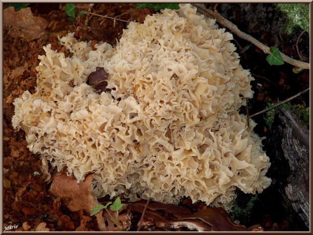Clavaire ou Sparasis en forêt sur le Bassin d'Arcachon