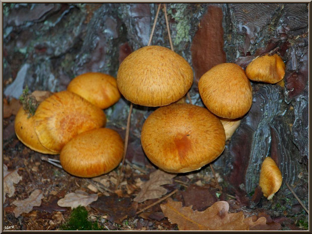 Gymnopiles Remarquables ou Pholiotes Remarquables en forêt sur le Bassin d'Arcachon