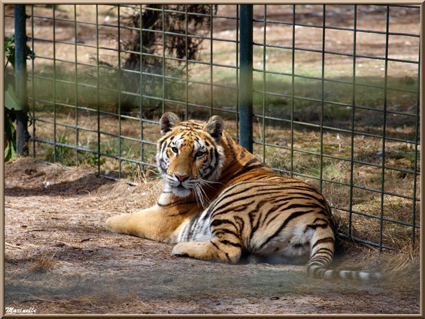 Tigre, Zoo du Bassin d'Arcachon, La Teste de Buch (33) 