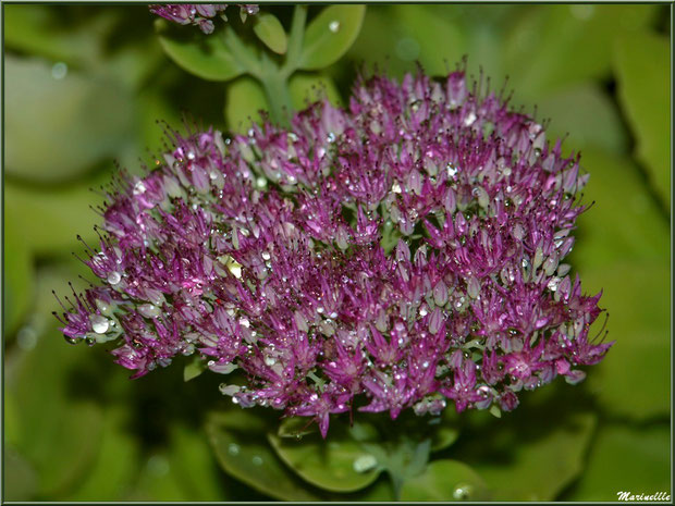 Fleur de Sedum après ondée, au jardin