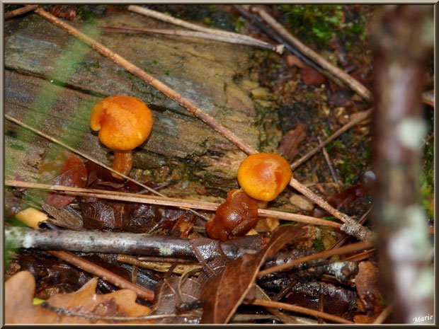 Petits Gymnopiles Remarquables ou Pholiotes Remarquables en forêt sur le Bassin d'Arcachon
