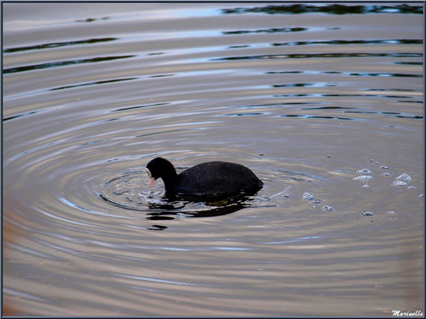 Foulque dans un réservoir sur le Sentier du Littoral côté Bassin, secteur Moulin de Cantarrane, Bassin d'Arcachon