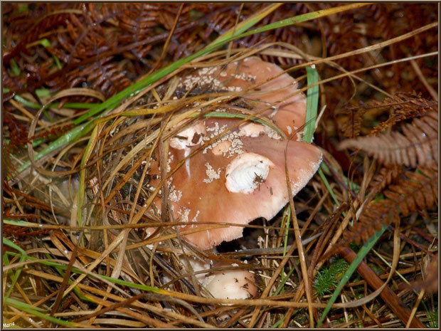 Amanite Panthère cachée en forêt sur le Bassin d'Arcachon