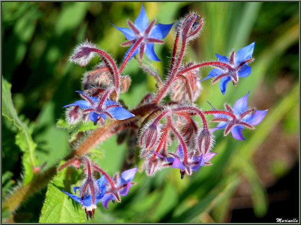 Bourrache au jardin