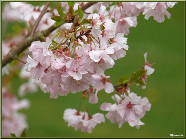 Cerisier du Japon en pleine floraison