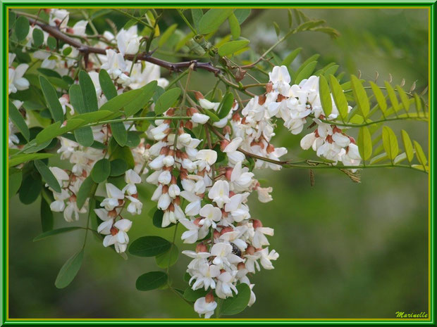 Fleurs d'Acacia