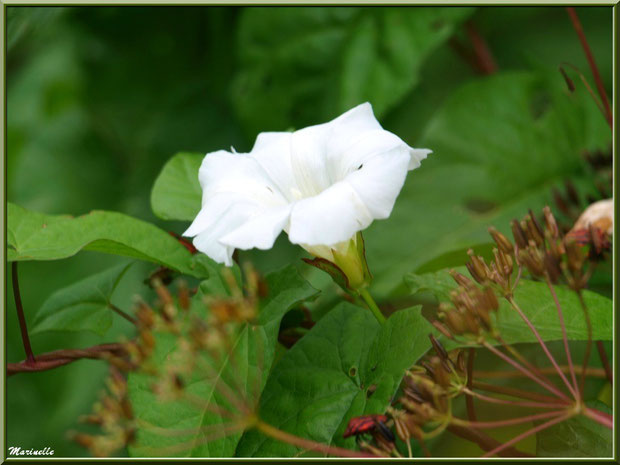 Liseron en fleur, flore Bassin d'Arcachon (33)