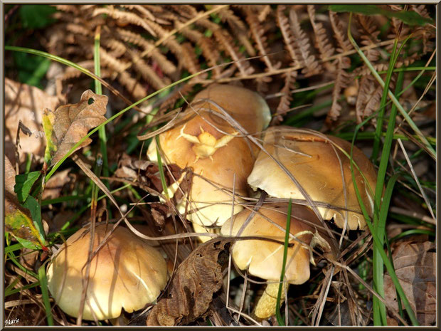 Hypholomes en Touffe cachés en forêt sur le Bassin d'Arcachon