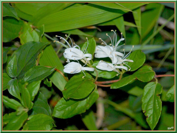 Chèvrefeuille en fleurs à Saint Rémy de Provence, Alpilles (13)