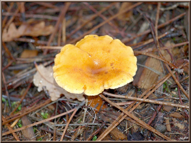 Clitocybe Orangé sur lit de grépin en forêt sur le Bassin d'Arcachon