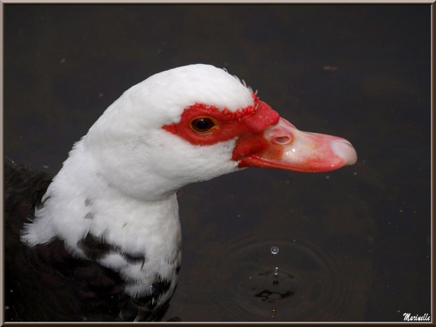 Portrait d'un Canard de Barbarie (dans le bassin à l'entrée du Parc de la Chêneraie à Gujan-Mestras - Bassin d'Arcachon)