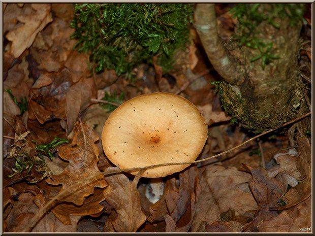 Clitocybe Flasque en forêt sur le Bassin d'Arcachon