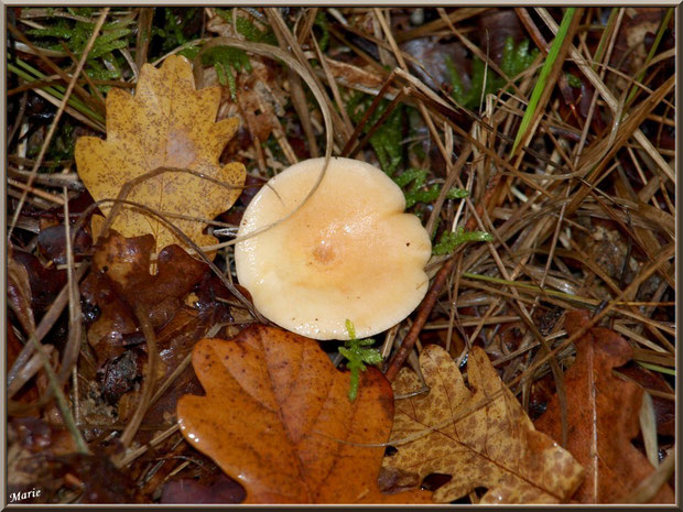 Lactaire Odorant en forêt sur le Bassin d'Arcachon