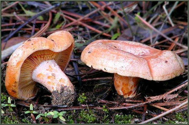 Lactaires Délicieux sur lit de mousse et d'aiguilles de pin en forêt sur le Bassin d'Arcachon