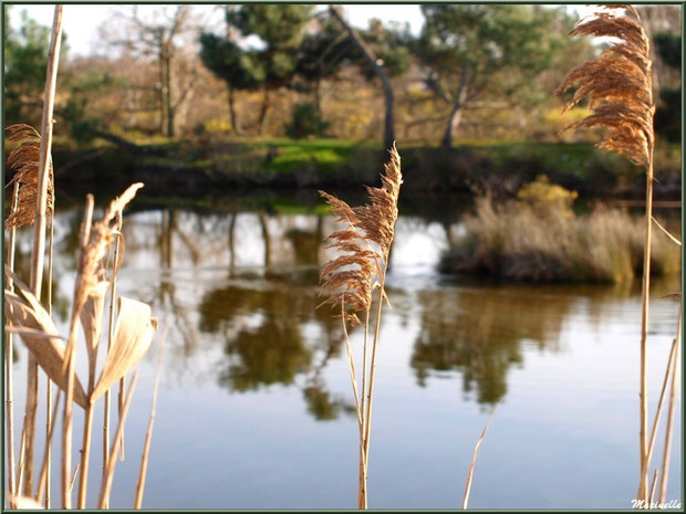 Roseaux en bordure d'un réservoir, Sentier du Littoral, secteur Port du Teich en longeant La Leyre, Le Teich, Bassin d'Arcachon (33)