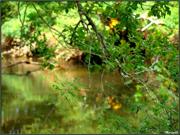 Verdoyance et reflets en bordure de La Leyre, Sentier du Littoral au lieu-dit Lamothe, Le Teich, Bassin d'Arcachon (33) 