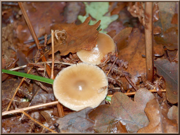Collybies en duo et petit locataire sur un tronc coupé en forêt sur le Bassin d'Arcachon