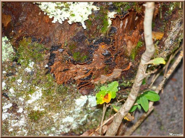 Méli mélo forestier automna l: différentes mousses et champignons sur tronc mort, arbrisseau et chêne, forêt sur le Bassin d'Arcachon (33)