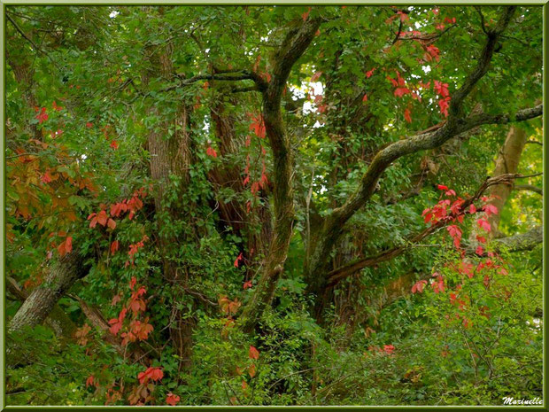 Vieux chêne et vigne vierge en guirlande en bordure du sentier, Sentier du Littotal au lieu-dit Lamothe, Le Teich, Bassin d'Arcachon (33)