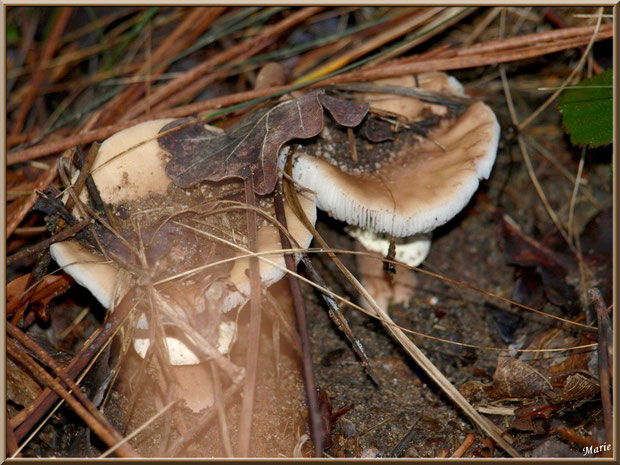 Amanites cachées en forêt sur le Bassin d'Arcachon