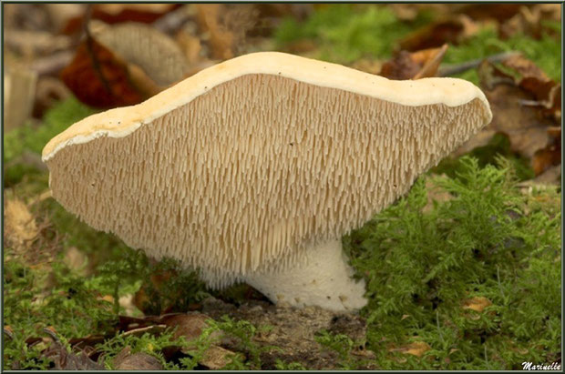 Pied-de-Mouton sur lit de mousse et feuilles de chêne en forêt sur le Bassin d'Arcachon