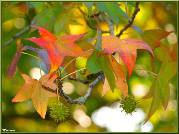 Feuilles et bogues de Liquidambar (ou Copalme d'Amérique) aux couleurs automnales, forêt sur le Bassin d'Arcachon (33) 