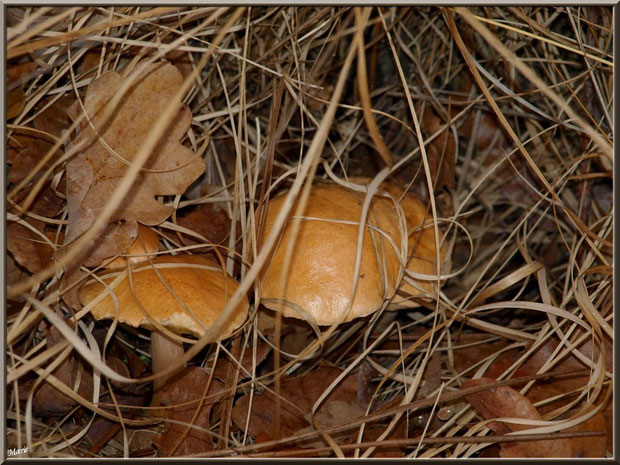 Bolets des Bouviers en forêt sur le Bassin d'Arcachon