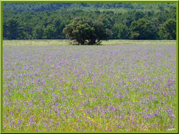 Champ fleuri dans la campagne autour du village d'Eygalières dans les Alpilles (Bouches du Rhône) : Vesces des Haies, Coquelicots & Cie