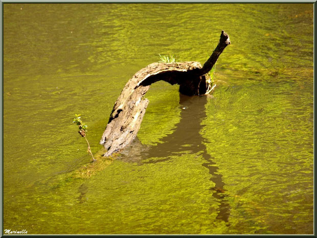 Bois et reflets sur La Leyre, Sentier du Littotal au lieu-dit Lamothe, Le Teich, Bassin d'Arcachon (33)