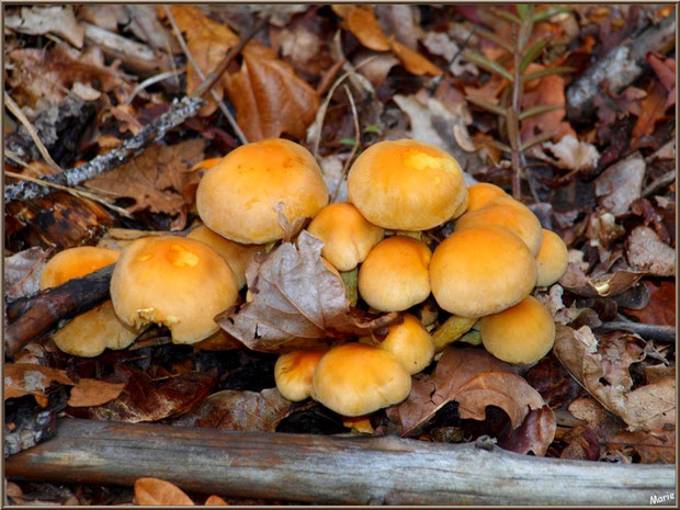 Hypholomes en Touffe en forêt sur le Bassin d'Arcachon