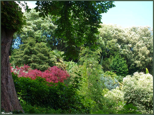 Entrée du sentier de la Vallée du Bas avec en touffe rouge un Cotinus coggygria ou Arbre à Perruques ou Fustet ou Barbe de Jupiter  - Les Jardins du Kerdalo à Trédarzec, Côtes d'Armor (22)