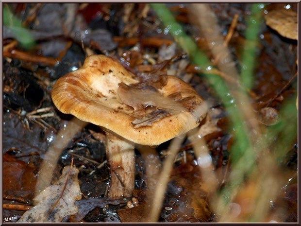 Lactaire Velouté caché sous en forêt sur le Bassin d'Arcachon