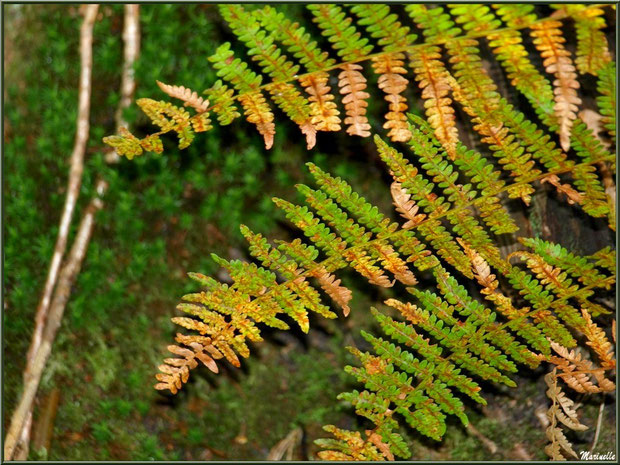 Fougère automnale en forêt sur le Bassin d'Arcachon (33) 