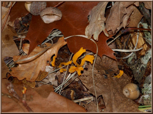 Calocère Visqueuse parmi feuilles de chêne et glands en forêt sur le Bassin d'Arcachon