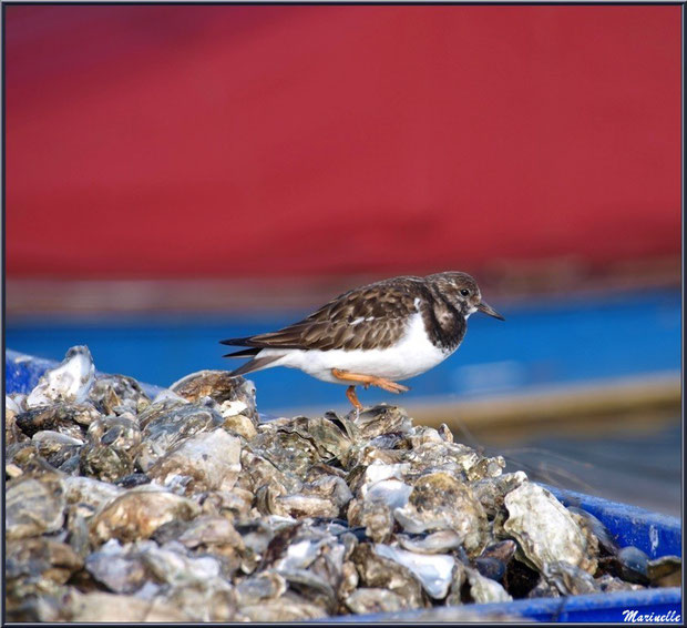 Alouette de Mer sur coquilles d'huîtres (dans un des ports ostréicoles de Gujan-Mestras, Bassin d'Arcachon)