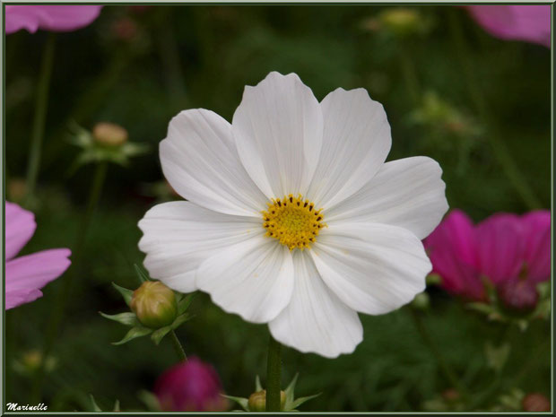 Cosmos au jardin