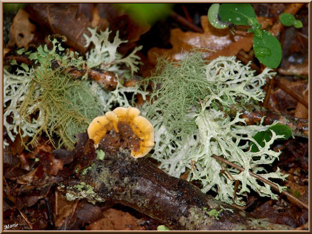 Polypore Versicolore ou Polypore à couleur variable, telle une fleur sur fond de Mousse des Chênes, en forêt sur le Bassin d'Arcachon