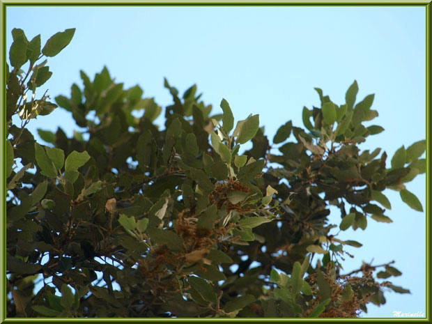 Chêne Vert en fleurs dans la campagne environnante du village de Cucuron, Lubéron (84)