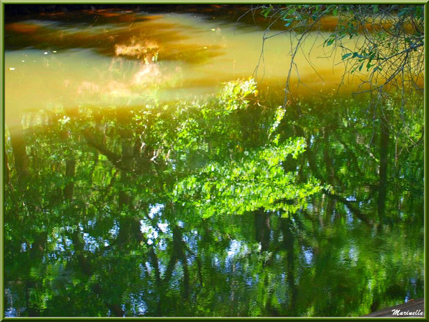 Verdoyance et reflets en bordure de La Leyre, Sentier du Littoral au lieu-dit Lamothe, Le Teich, Bassin d'Arcachon (33) 