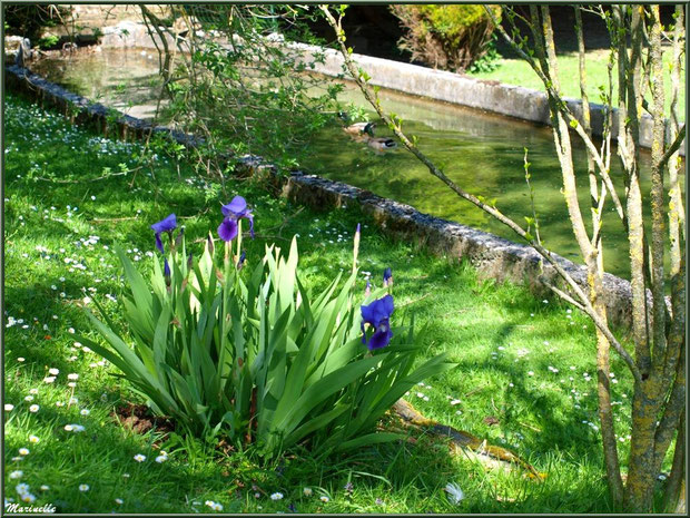 Iris en fleurs à la Pisciculture des Sources à Laruns, Vallée d'Ossau (64) 