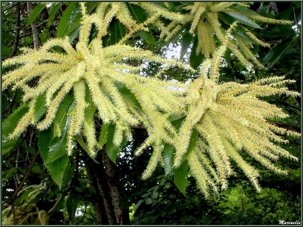 Châtaignier en fleurs (fleurs mâles, châtons), flore Bassin d'Arcachon (33)