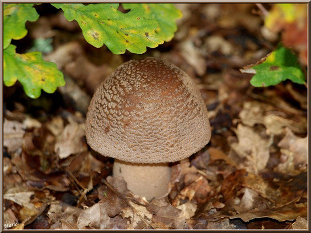 Jeune Amanite Rougissante ou Rougeâtre ou Vineuse ou Golmotte en forêt du Bassin d'Arcachon