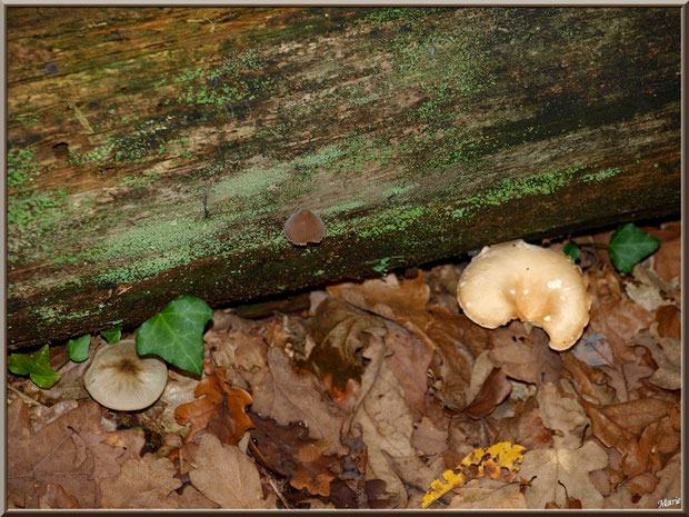 Cropin, Collybie et Clytocibe en cohabitation en forêt sur le Bassin d'Arcachon