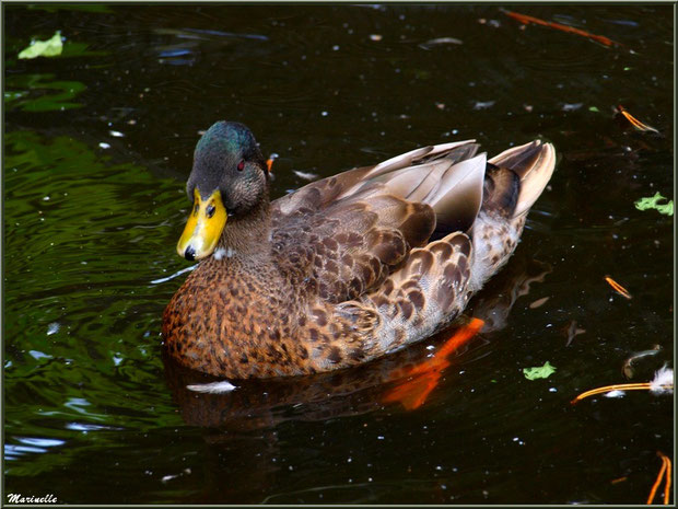 Canard dans sa mare, Parc de la Coccinelle, mini-ferme à Gujan-Mestras, Bassin d’Arcachon (33)   