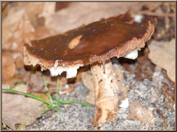 Vieux champignon épanoui en forêt sur le Bassin d'Arcachon