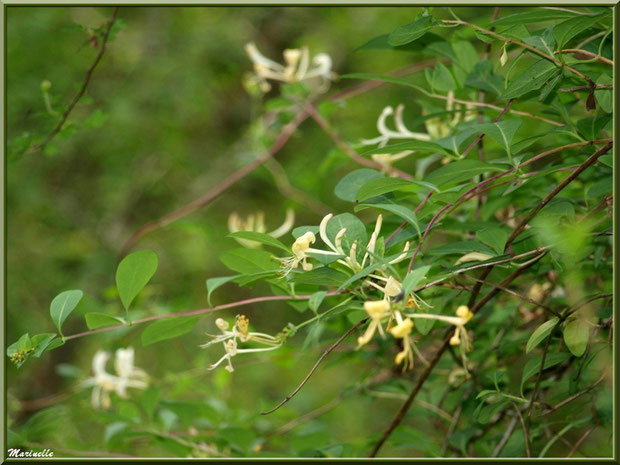 Chèvrefeuille en fleurs, flore Bassin d'Arcachon (33) 